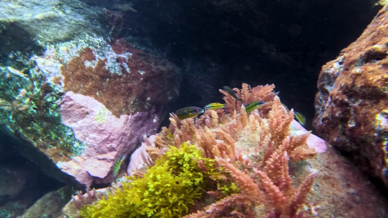 peces coloridos adornados nadando alrededor de las rocas cubiertas de flora oceánica