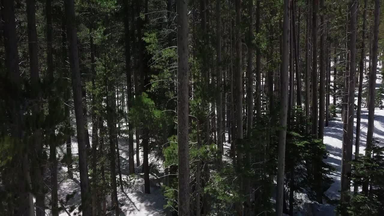 지상에서 하늘로 상록수의 천천히 상승하는 비행