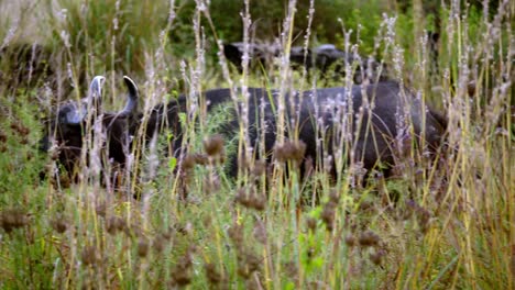 tracking shot of a horned buffalo walking through long grass and bushes