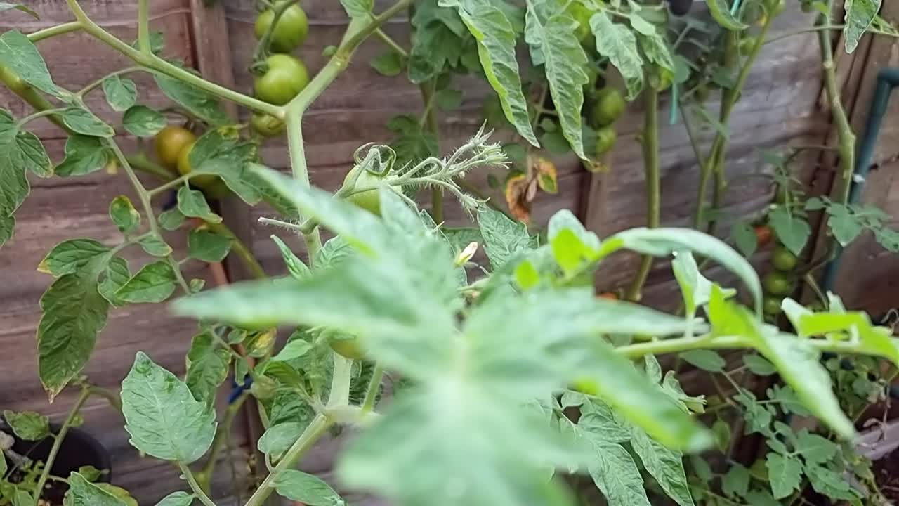 가정에서 재배 된 포도나무 토마토의 다양성 건강한 식습관 야채 밖에서 성장