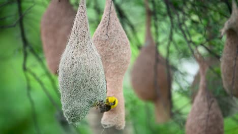 Male bird builds while female evaluates woven structure interior