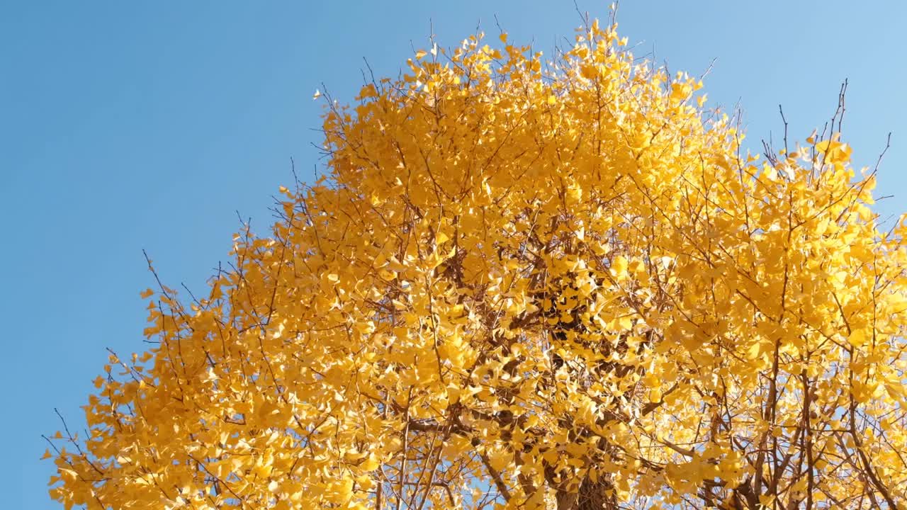Ginkgo biloba leaves in yellow natural landscape in Japan