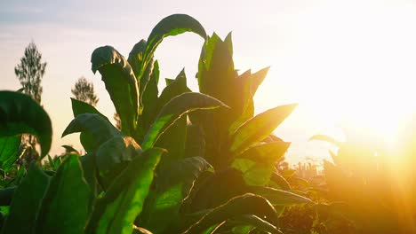close up shot: silhouette of tobacco plant leaves against golden sunray at sunrise in nature