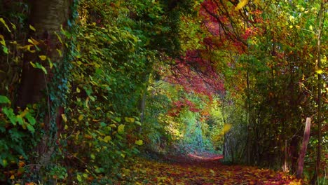 cinematic footage of autumn leaves falling in beautiful forest path 4k