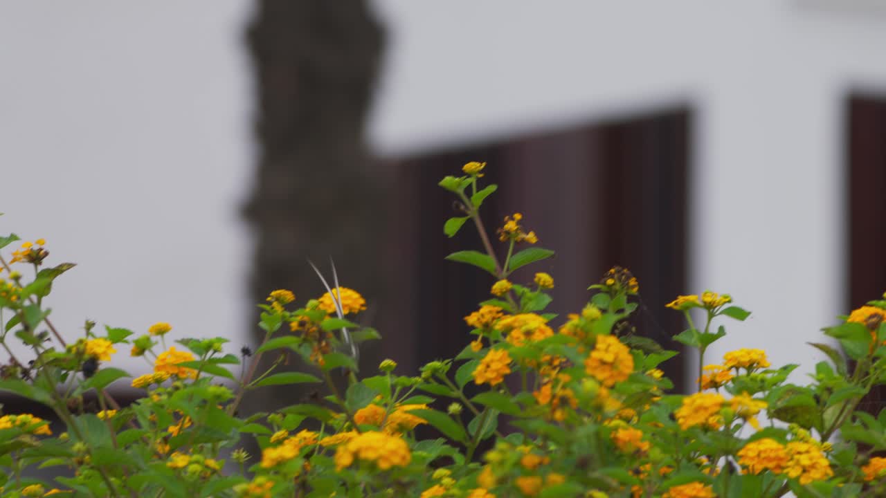 Colibrì cora maschio (Thaumastura cora) che vola verso la fotocamera, girandosi e nutrendosi su un fiore, con uno sfondo di città urbana e un tronco di palma.