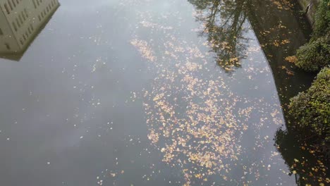 brown leaves are slowly floating in a river, reflections of a buildung and trees are visible, slow camere tilt upwards