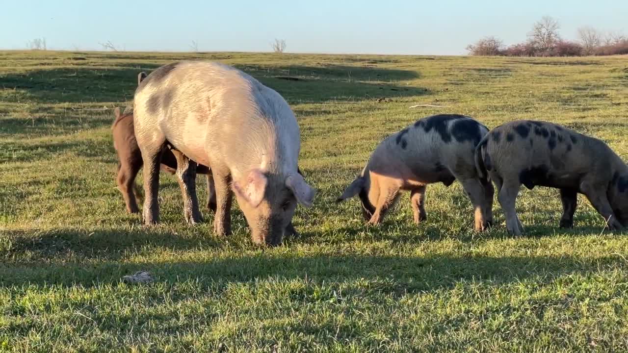 A group of pigs with baby pigs eating grass on a field at golden hour on a farm.