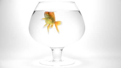 goldfish taking air in an aquarium