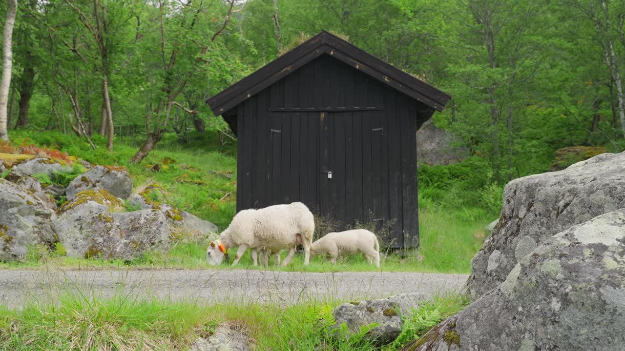 Sheep and a lamb grazing by a traditional black shed with a turf roof in a green landscape
