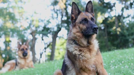 Two-German-Shepherd-dogs-sitting-and-laying-on-a-grassy-field-looking-towards-the-camera-and-barking-one-time