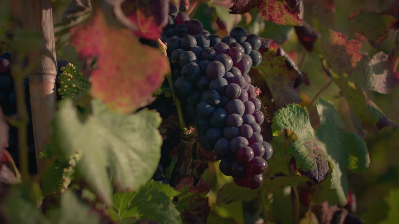 el racimo de uvas rojas del viñedo al atardecer en cámara lenta.