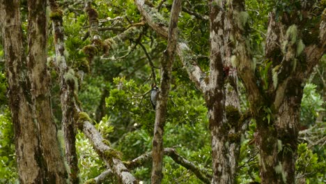 Acorn-Woodpecker--making-Hole-in-Tree-Trunk