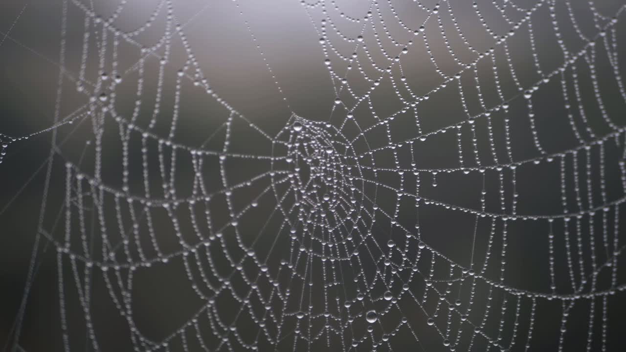 이슬 방울이 있는 거미줄이 패닝 샷을 닫습니다.