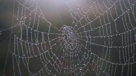 spiders web with dew drops close up panning shot