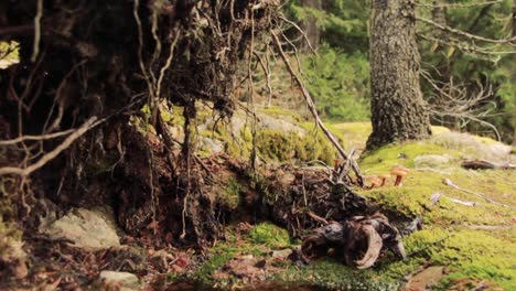 a person is walking past the mushrooms in the forest near the fallen tree