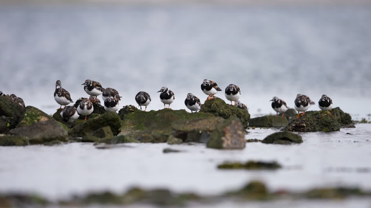 bandada de aves en las rocas costeras