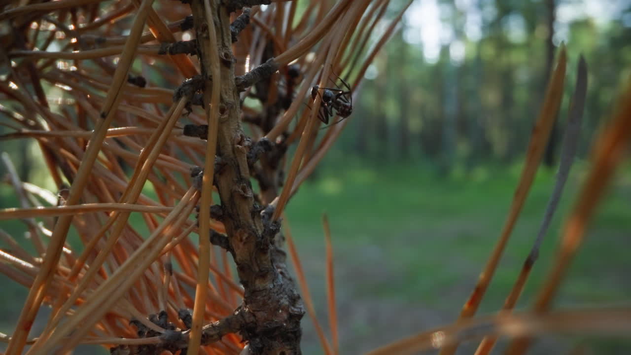 Close-up of ants on pine branch with bokeh effect in sunlit forest setting