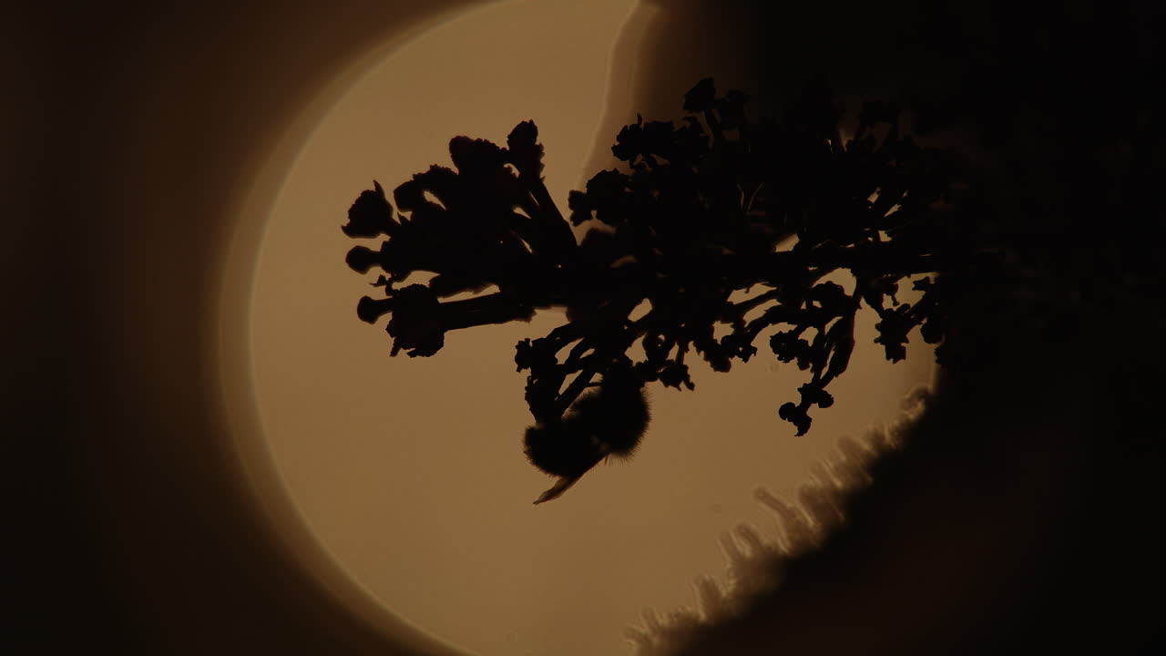 Silhouette Of Bee Pollinating. Defocused Shot