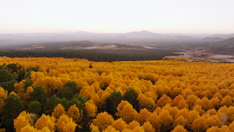 aerial dolly above stunning bright yellow aspen tree forest leading to wilderness