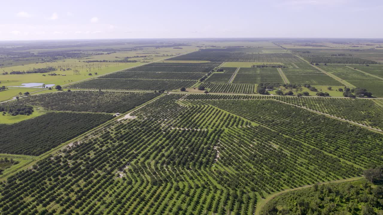 vista aérea de un campo de granjas de naranjas y filas de cítricos en florida