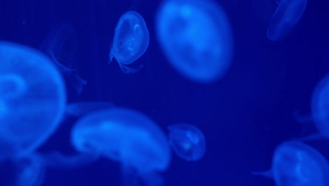 moon jellyfish close-up