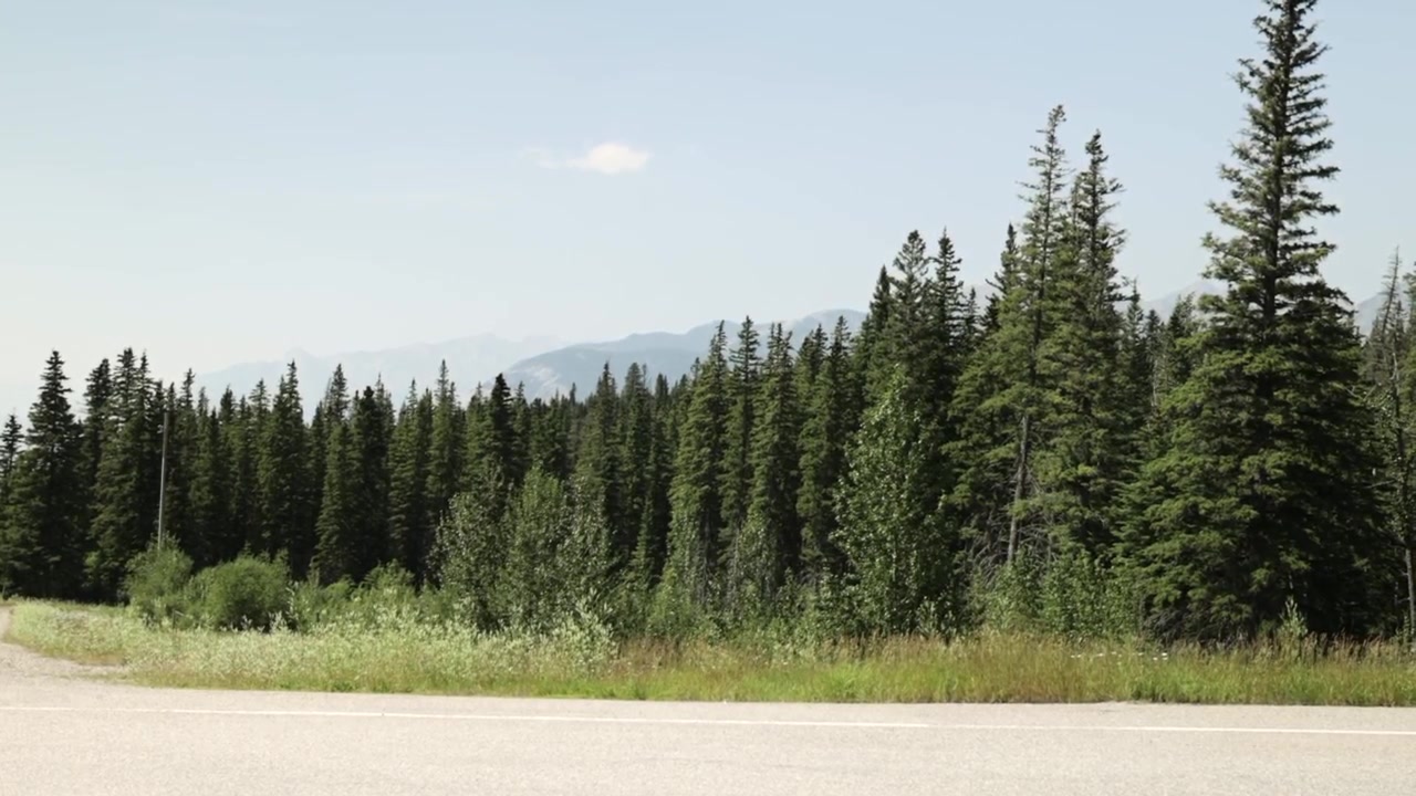 A quiet paved road borders dense evergreen forest as distant mountain ridges fade into soft haze, creating a calm and natural roadside perspective in Jasper National Park.