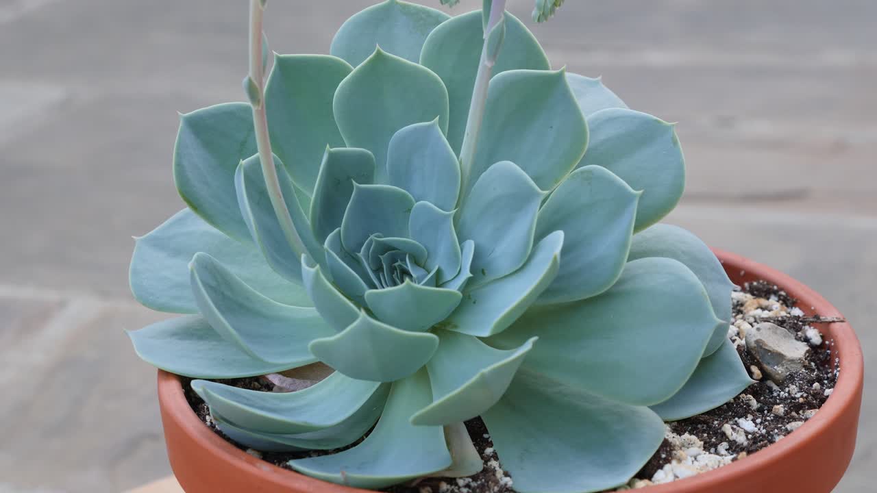 꽃에 즙이 많은 echeveria secunda pumila