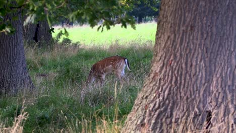 fallow deer grazing in the phoenix park in the center of dublin city ireland