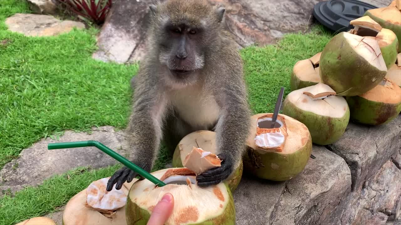 mono comiendo cocos verdes sobrantes en tailandia