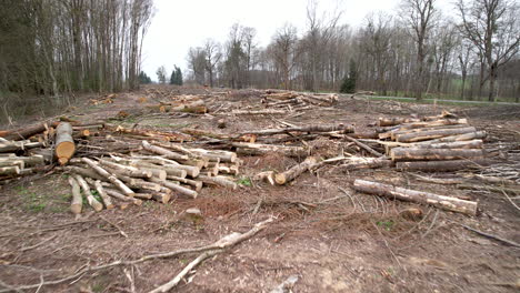 Felling site after cutting trees - aerial flyover revealing stacks of brashed logs and cut off remains of branches and stumps after logging in Poland forest