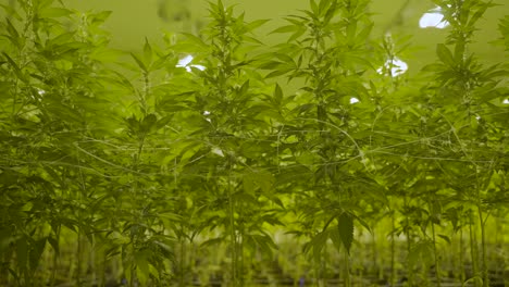 plataforma rodante de ángulo bajo de plantas altas de cannabis en vivero