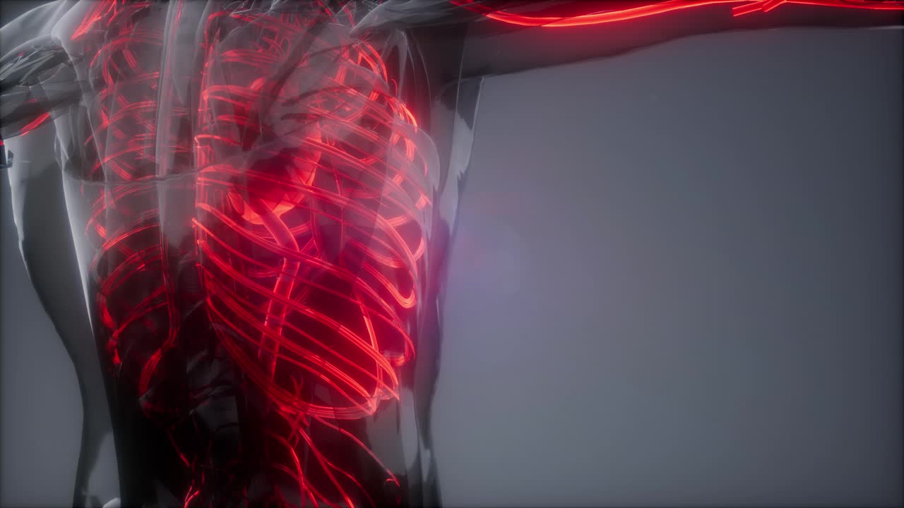 vasos sanguíneos del cuerpo humano