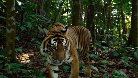 tigre en la jungla