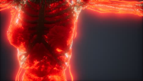 animación colorida del cuerpo humano que muestra huesos y órganos