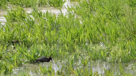 lush green marshland in charco de la boca, el rocio, spain, with bird foraging