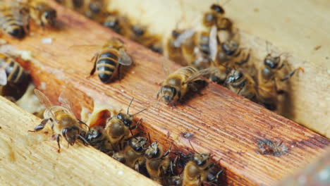 life inside a bee hive bees work on frames with honey macro shot