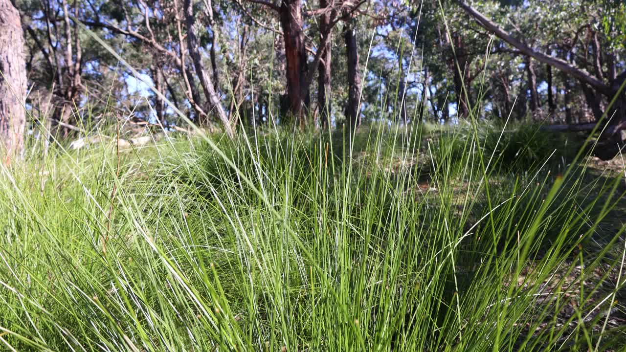 A close up of young Xanthorrhoea grass trees in the Australian bush