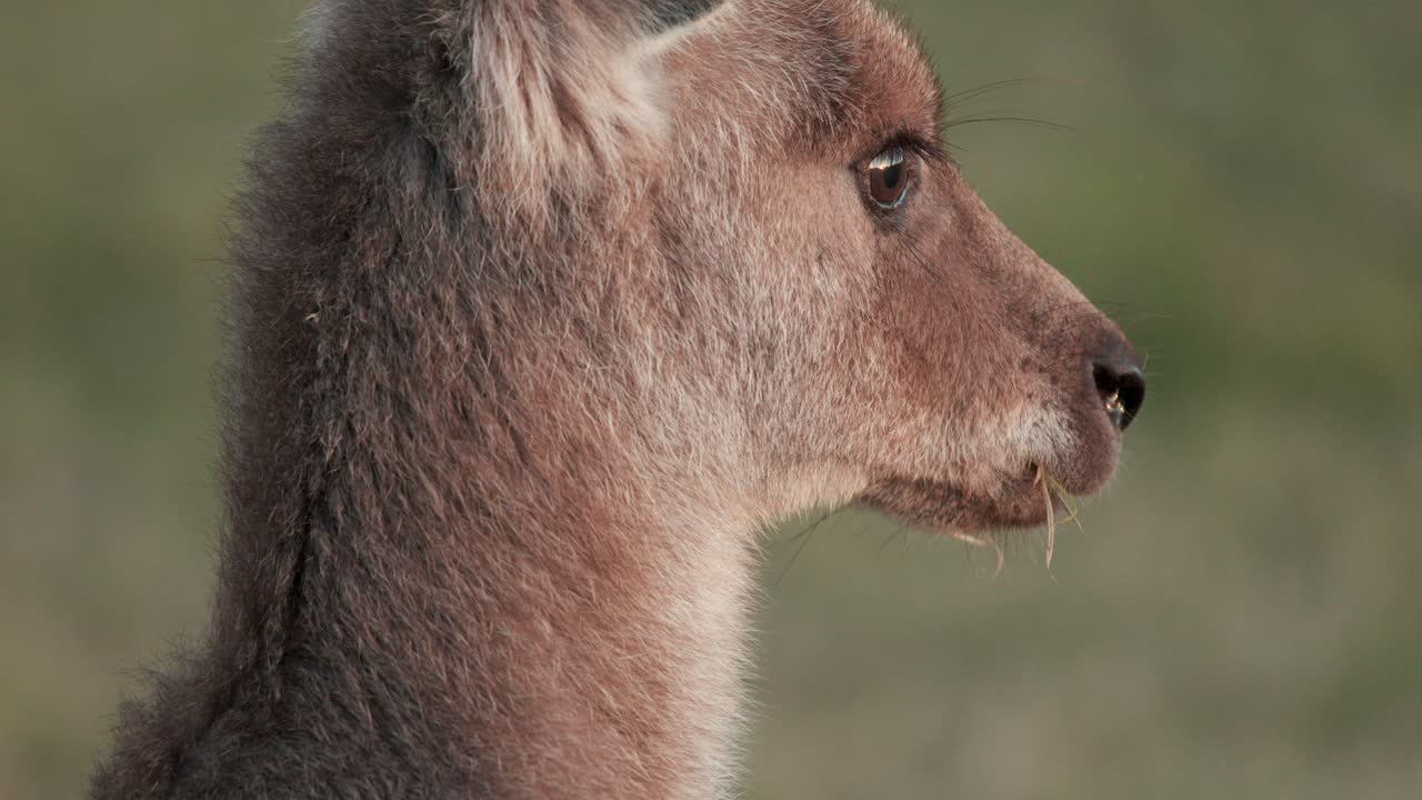 A juvenile kangaroo stands in profile, calmly chewing grass in soft sunset light. Shallow depth of field highlights the animal against a blurred natural background