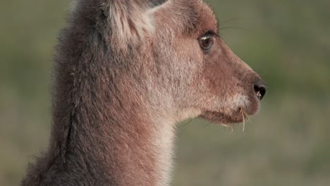 a juvenile kangaroo stands in profile, calmly chewing grass in soft sunset light. shallow depth of field highlights the animal against a blurred natural background