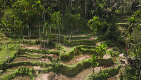 Mujer-Con-Vestido-Se-Encuentra-Con-Vistas-A-La-Exuberante-Terraza-De-Arroz-Ceking,-Tegalalang