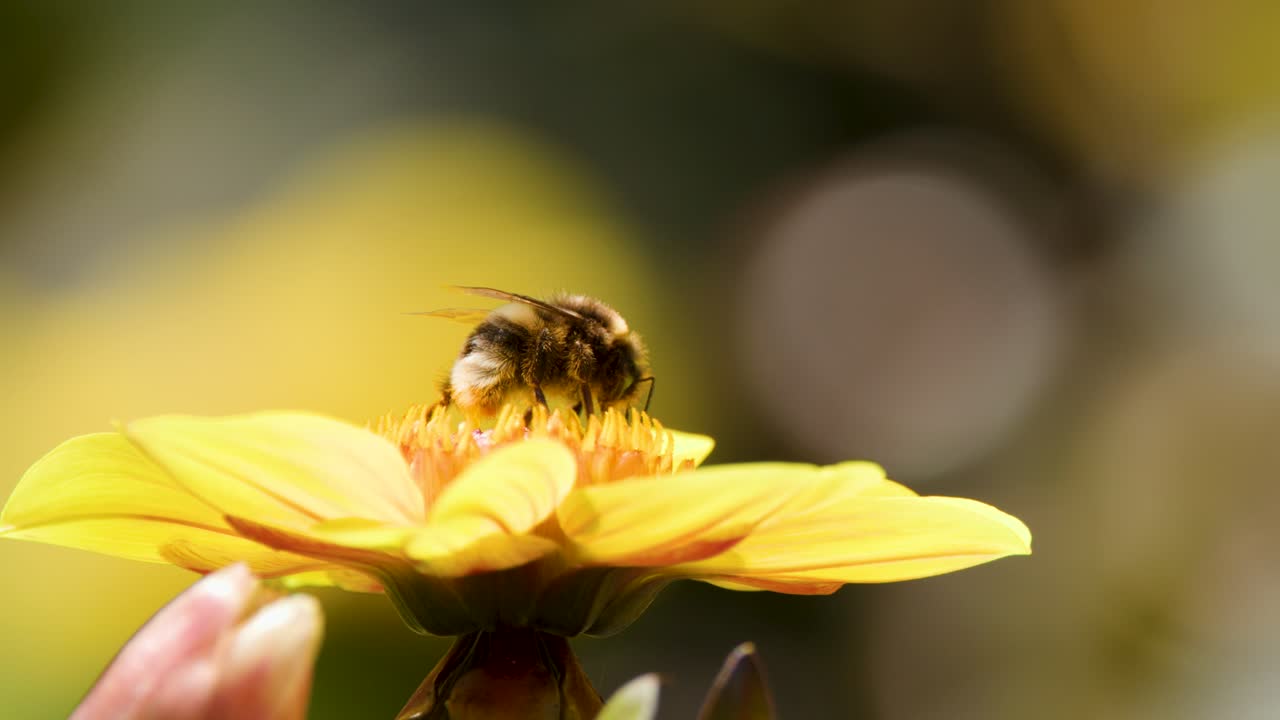 Bee collects pollen on yellow blossom in natural sunlight, macro close-up, shallow depth of field