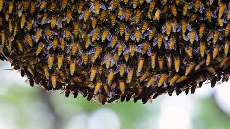 giant honey bees are known to build large colonies of nest with symmetrical pockets made of wax for them to store honey as their food source