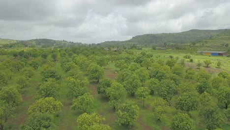 lush agroforestry in western ghats, rural maharashtra, india, aerial