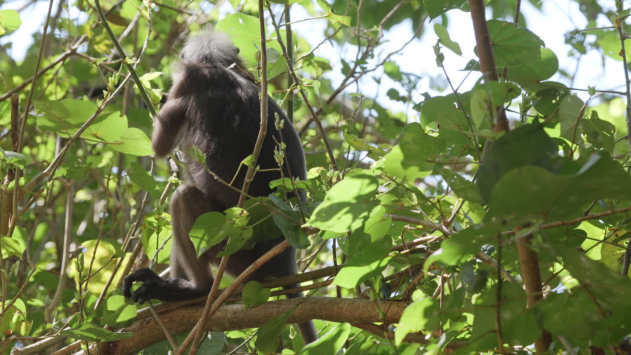 dusky leaf monkeys filmed in langkawi island, malaysia
