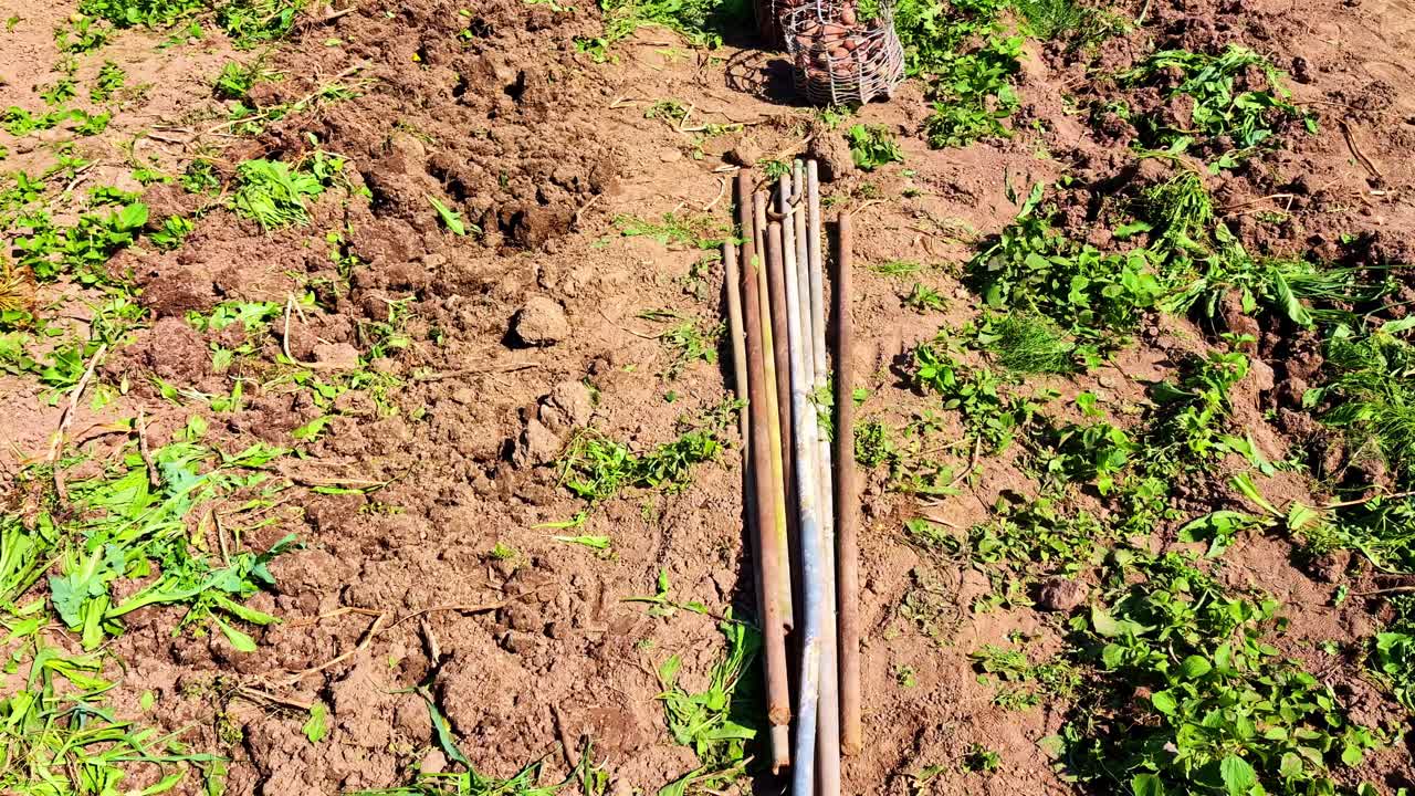 Freshly dug soil in garden bed with planting poles and bucket with potatoes in sunlight