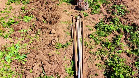 freshly dug soil in garden bed with planting poles and bucket with potatoes in sunlight