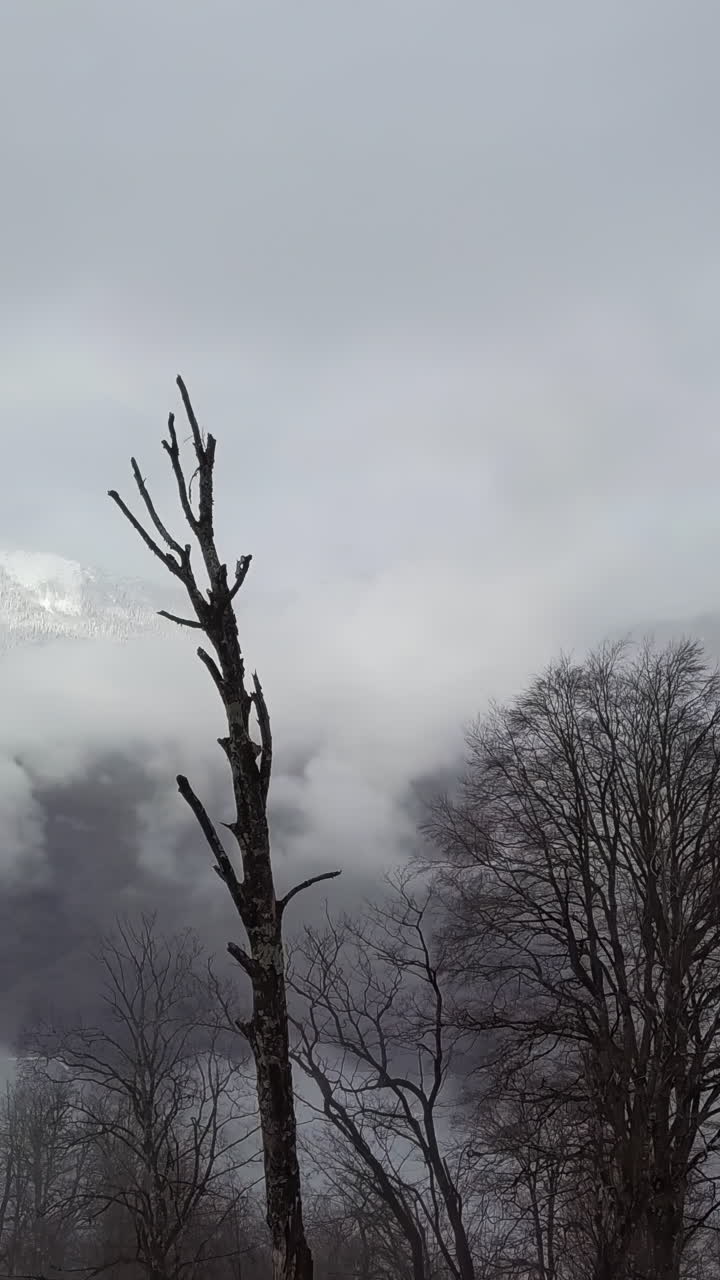 죽은 나무 와 함께 안개 산 풍경