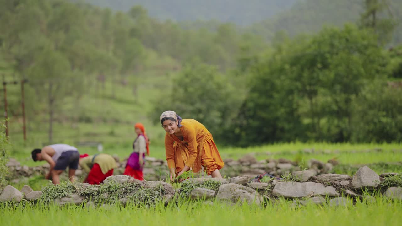 Indian farmers working together in flooded rice fields, planting green rice plants by hand in wetland, traditional farming, 4k video