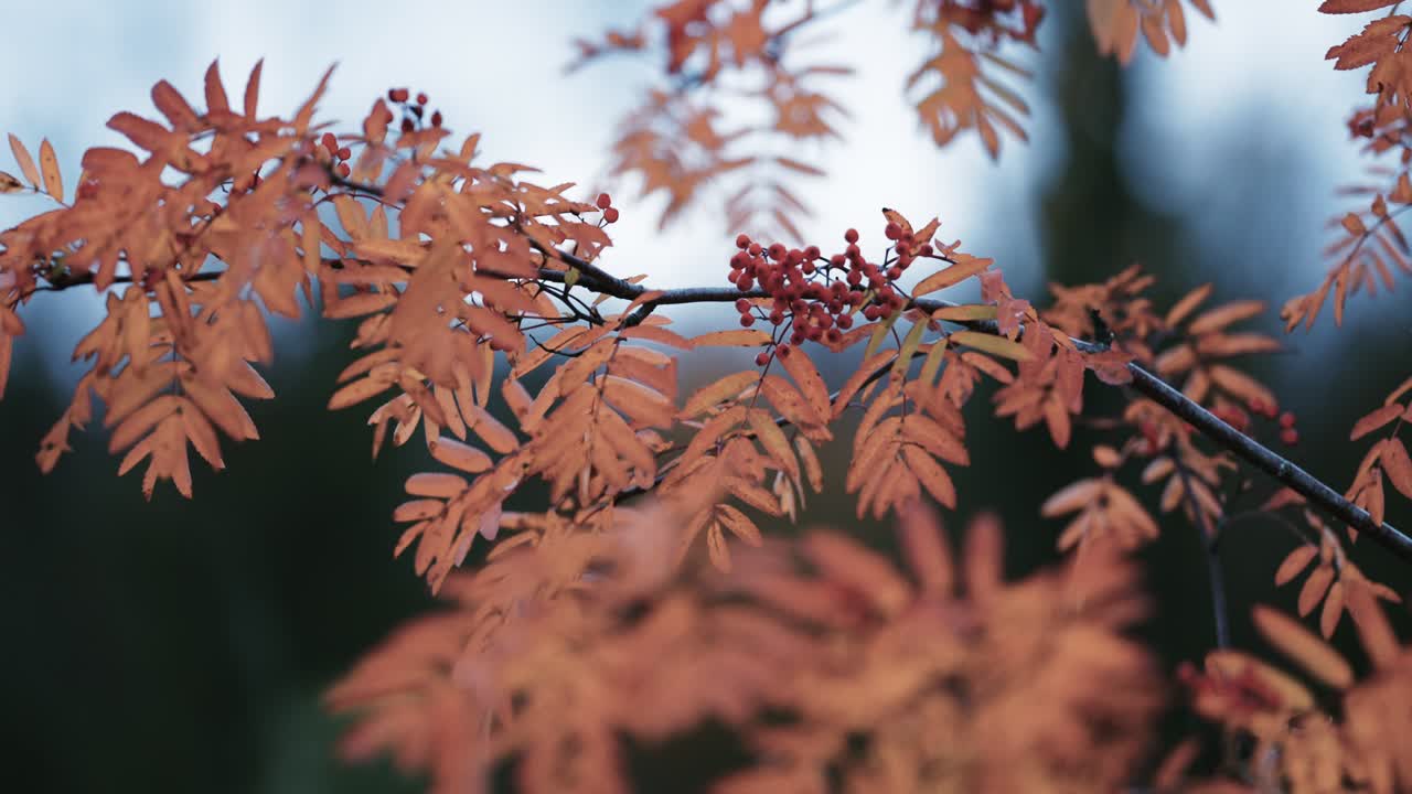 흐릿한 배경에 있는 로완 나무 가지의 클로즈업