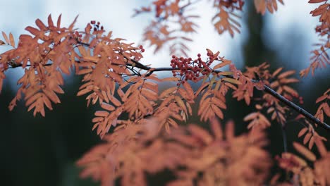 a close-up of the rowan tree branch on the blurry background